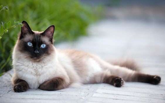 WeltResa's tweet photo. Die faszinierende #Siamkatze - #Eleganz und #Anmut vereint
Die #Siamkatze ist eine der ältesten und faszinierendsten #Katzenrassen der Welt. Mit ihrem schlanken Körperbau, den leuchtenden blauen Augen und dem charakteristischen Farbpunkt-Muster
https://t.co/AB066U2V02
#cat #cats https://t.co/A8N7f4PWMn