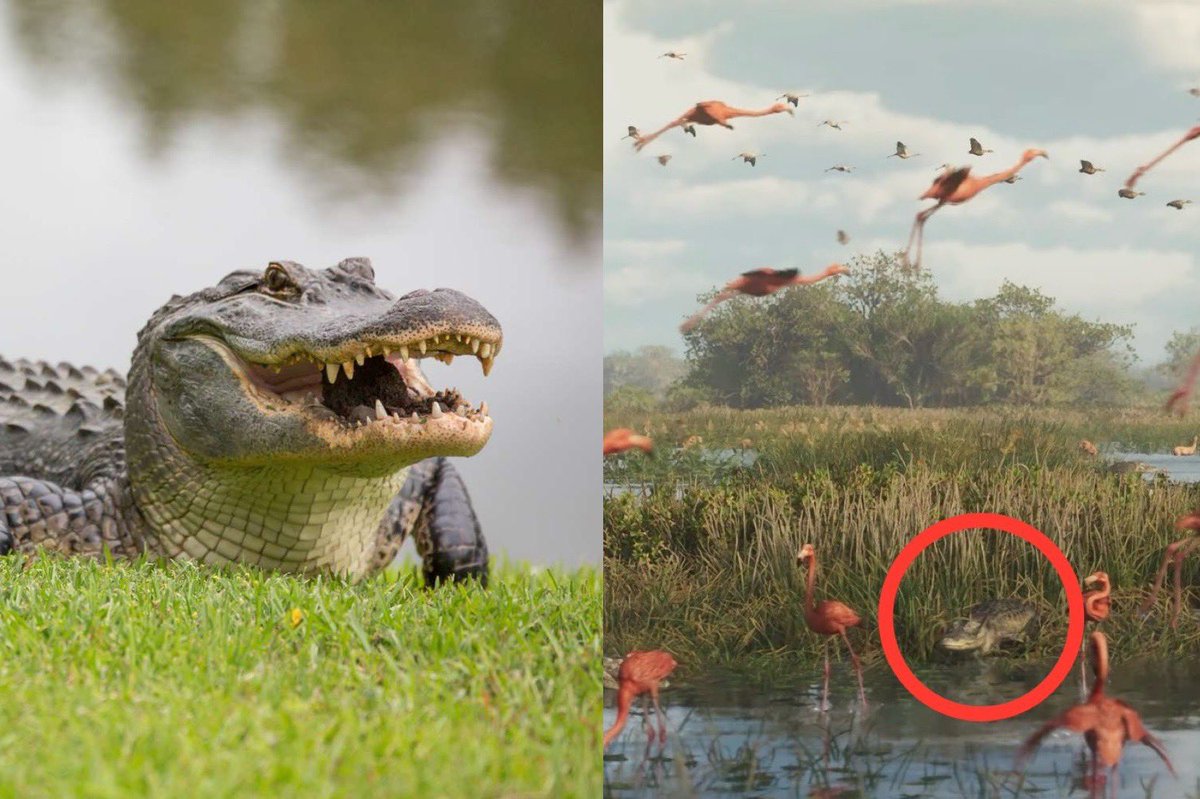 GTABase's tweet image. An alligator is claiming it deserves $1 million for its appearance in the GTA VI trailer