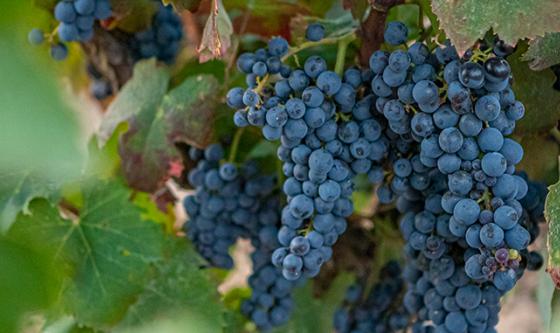 juanluisrecio's tweet photo. #Gonfaus 2021 es la primera añada comercial de este vino, destinada especialmente a la alta restauración, y de la que se han producido únicamente 1118 botellas. El vino lo elabora en la bodega #Purgatori...  https://t.co/aYki9i90Xg #vinos #familiatorres @familiatorres https://t.co/ZDGKnuHZKB