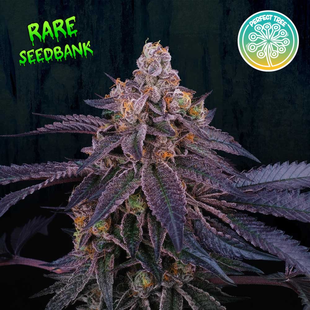 Granita Female Seeds By Perfect Tree.

Granita, a masterpiece meticulously crafted by Perfect Tree. This remarkable strain, a fusion of 33 Splitter and Jet A genetics, stands as one of the final four jewels to emerge from the incredible reversed Jet A.

🌱 Breeder: Perfect Tree