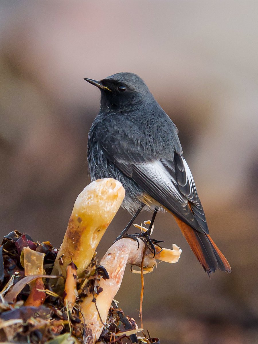 PaulHdigiman's tweet image. A stunning Male Black Redstart ! 😳 #digiscoping #manualfocus #kowascoping #benrouk #lumixuk #digiscopie #digiscoper @LumixUSA @Benro_UK @KowaOptics