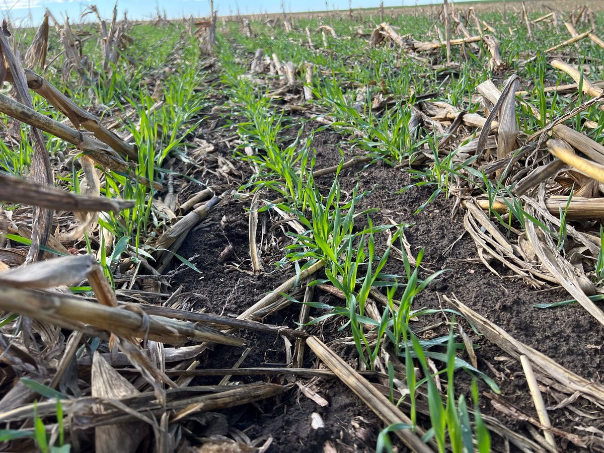 🇷🇴 ❄️ 🌧️ After two very dry years, we appreciate the moisture our autumn crops have received the last months. They are off to a good start 🌾 🌱