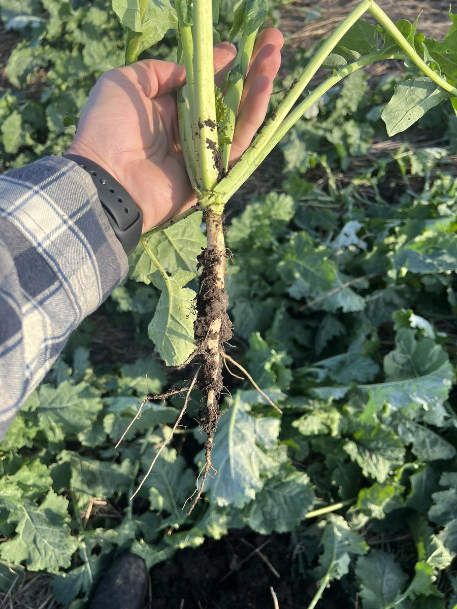 Hans D Poulsen tweet media