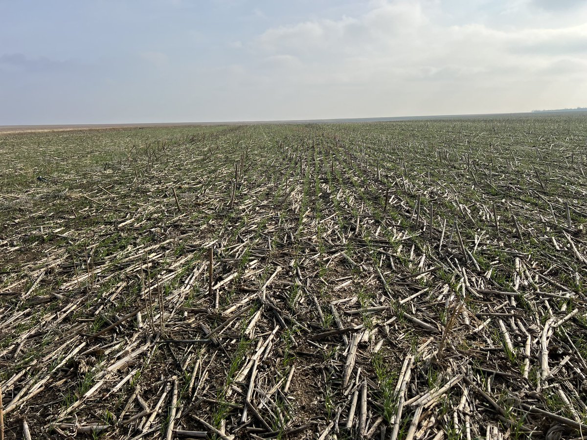 Hans D Poulsen tweet media