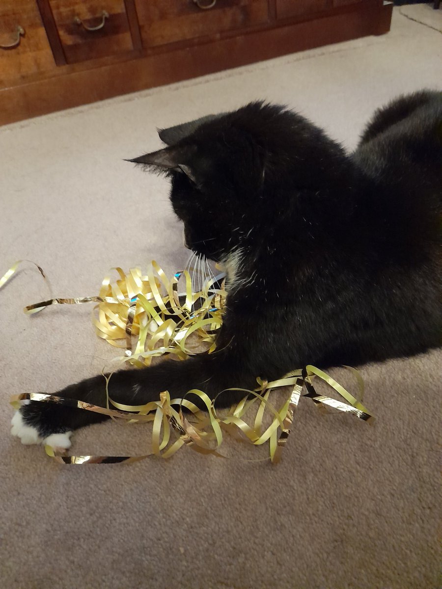 #Caturday #CatsOfX #Christmas2023 Helping with #Christmas wrapping ....!!!