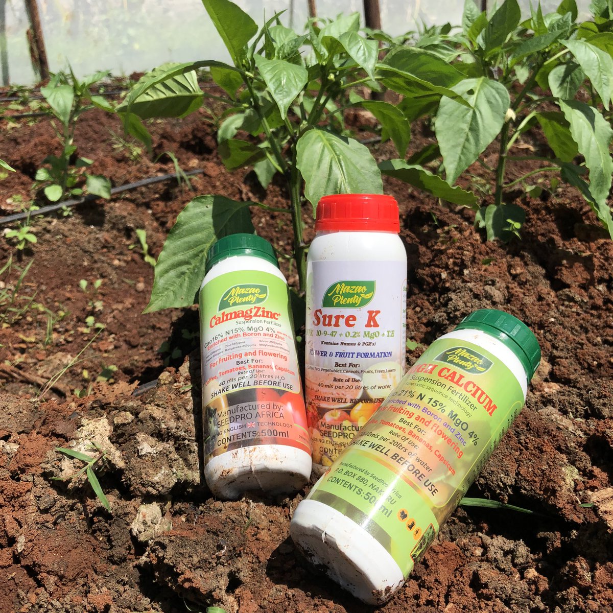 kalebndolo's tweet image. For better fruit set spray #Potassium and #calcium foliar.

#seedpro