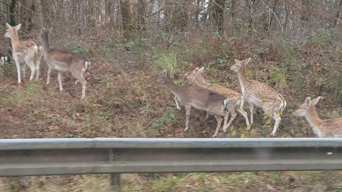 Vetitude's tweet photo. 🦌🦌 La préfecture des Ardennes ordonne d’abattre les #daims qui se sontenfuis d’un élevage
https://t.co/sx10LjBlNZ https://t.co/h5kiXsZUHs