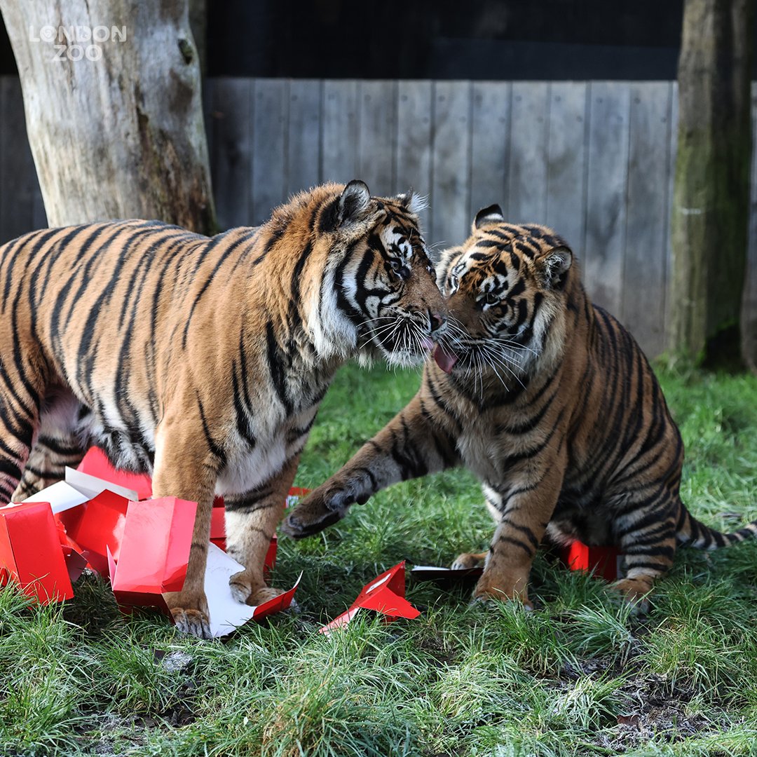 zsllondonzoo's tweet photo. Critically endangered Sumatran tigers, Zac and Crispin, raced along a festive scent trail of cinnamon and nutmeg to find their advent tower - which they promptly pounced on!
Experience the #MagicOfChristmas at London Zoo: https://t.co/gbFfTTiwOl
#ConservationZoo #Caturday https://t.co/kEldNB8pkC