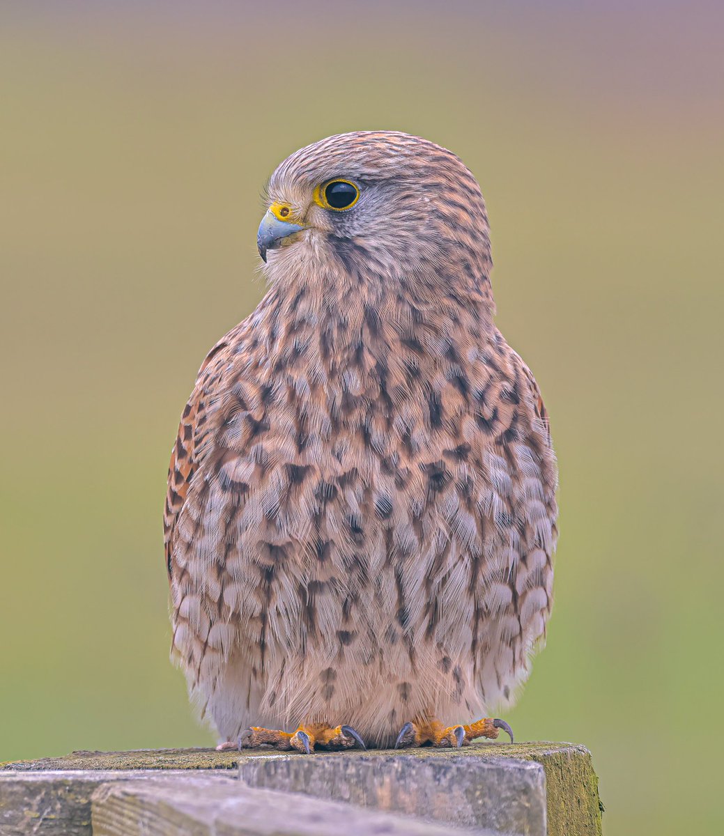 Good morning from me and this beautiful female kestrel UK 🇬🇧 hope you all have a wonderful weekend