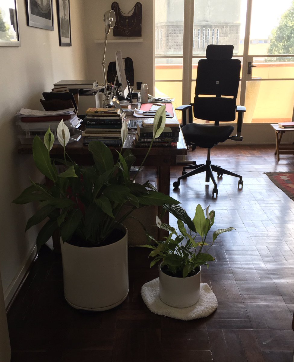 Either she is happy next to her mama, or she gets sufficient indirect sunlight here. Anyway, she’s recovering nicely. Soon, she’ll need a bigger pot. Growing peace lily.