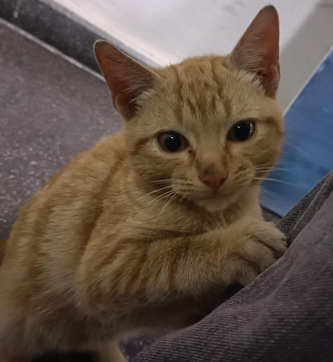 ElSindigato2021's tweet photo. Cómo nos gustan los #gatitos naranjas eh...

Alvin tiene solo 4 meses, es dulce, mucho, y le encanta jugar!

Actualmente en residencia porque no tenemos sitio, estamos hasta arriba... es muy chiquitín, necesita una familia, no crees?

#Valencia Silvia 635127855

#AdoptaNoCompres https://t.co/He6o1t0Gqt