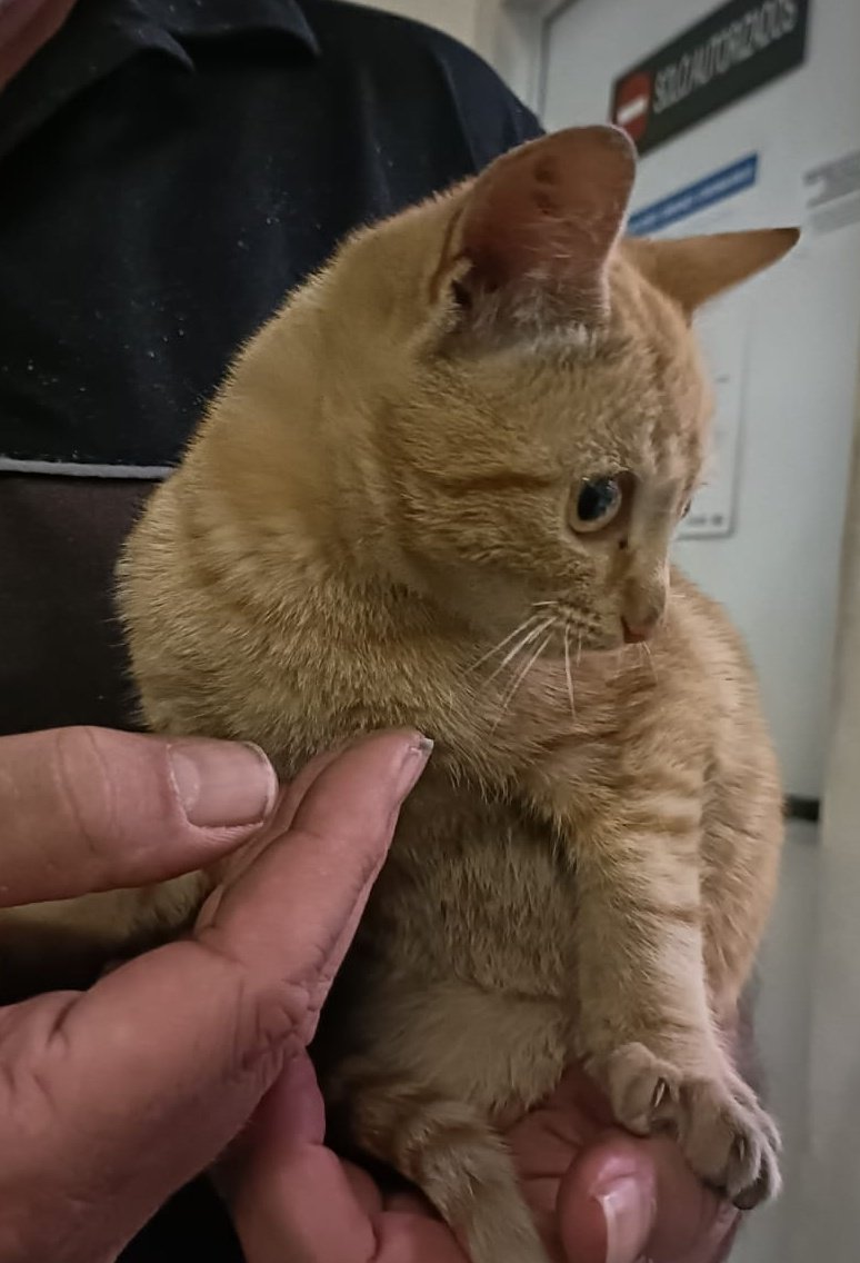 ElSindigato2021's tweet photo. Cómo nos gustan los #gatitos naranjas eh...

Alvin tiene solo 4 meses, es dulce, mucho, y le encanta jugar!

Actualmente en residencia porque no tenemos sitio, estamos hasta arriba... es muy chiquitín, necesita una familia, no crees?

#Valencia Silvia 635127855

#AdoptaNoCompres https://t.co/He6o1t0Gqt