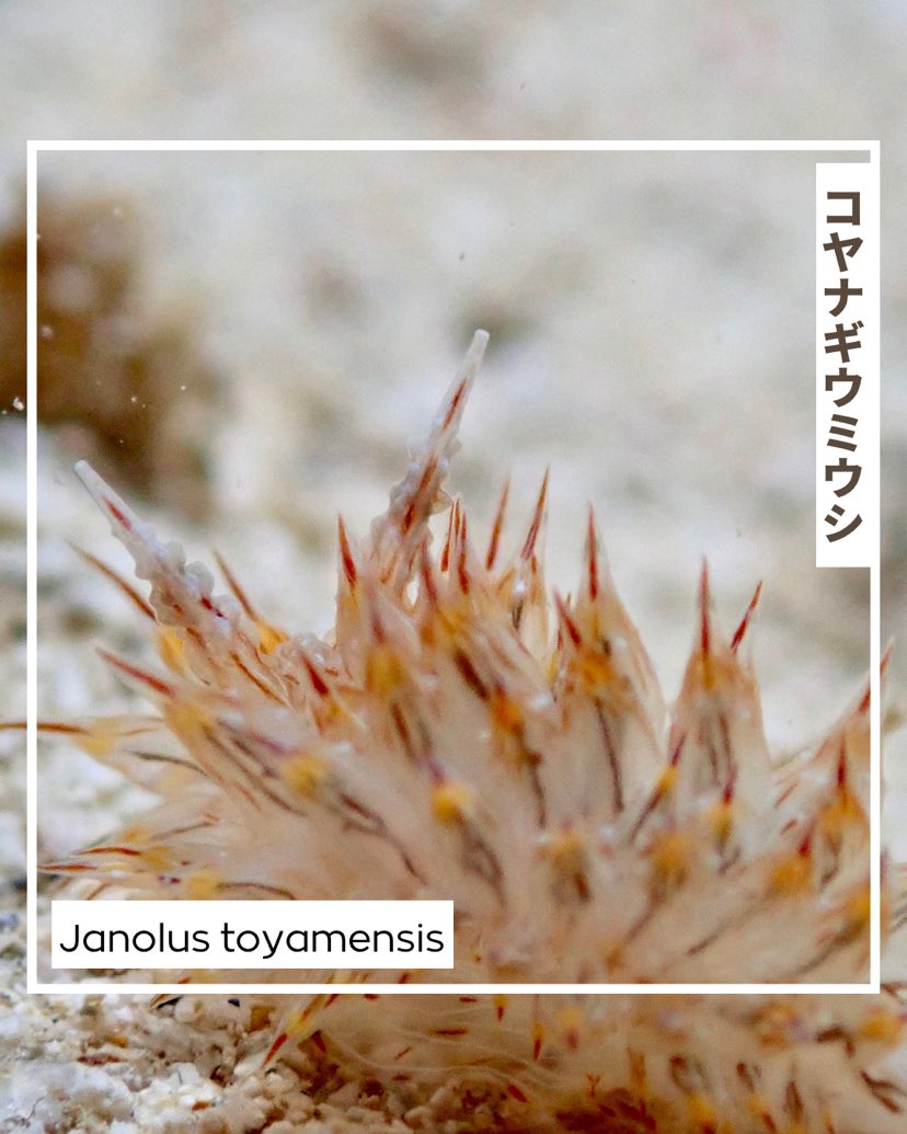 norinsmarine's tweet photo. Janolus toyamensis
コヤナギウミウシ
ハリネズミや毛虫みたいなウミウシ🐀🐛
和名の由来は、図鑑に記載された1970年にデビューした小柳ルミ子【コヤナギルミコ】からきているそうで驚きしかありません😵
#コヤナギウミウシ #ウミウシ #nudibranch #seaslug #フィールダイブ #feeldive https://t.co/zsFQ7GYbmW