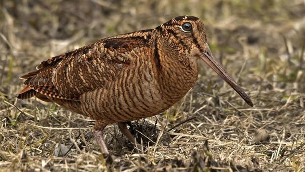 Garripo 🫰🥘 Inversor_Comilón tweet media