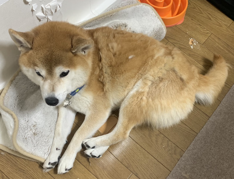 ike_law's tweet photo. 床暖でまったり😊
＃柴犬 https://t.co/XU2uYNpnOM