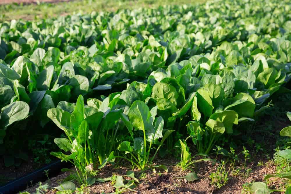 demi_farm's tweet photo. Did you know?
An average of 25 leaves per spinach plant can be expected. https://t.co/MgvLiUuF2q