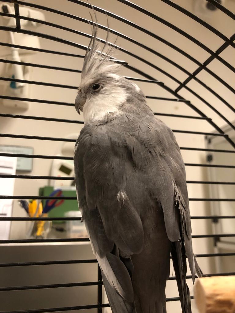 Pierepierewiet Op een balkon aan de Elegasstraat een eenzame Valkparkiet. Om door een ringetje te halen en ook een ringetje om zijn poot. Op zoek naar de eigenaar en tot die tijd logies met ontbijt. #Vrijwilligers #Dierenambulance #Amsterdam #goedemorgen