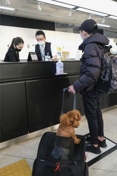 livedoornews's tweet photo. 【好評】スターフライヤー、犬猫搭乗OK 1月15日から国内線全便
https://t.co/L65AUW7Ndp

規定のケージに入ることが条件で、料金は航空券代金とは別に1匹5万円。搭乗者1人につき1匹、1便あたり2匹まで持ち込める。フライト中のえさやりは禁止だが、給水器で水を与えることはできるという。 https://t.co/vjRvS32x5L