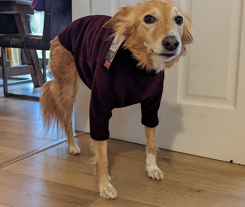DoggyWarriors's tweet photo. It's #SharingSaturday and so, as the weather is definitely getting colder, we were wondering if you have a winter jumper for your woofer - just like Beautie here is showing off so proudly! 🤣
#DogSweater #dogfashion #happydogs https://t.co/BbxZF0AUQf