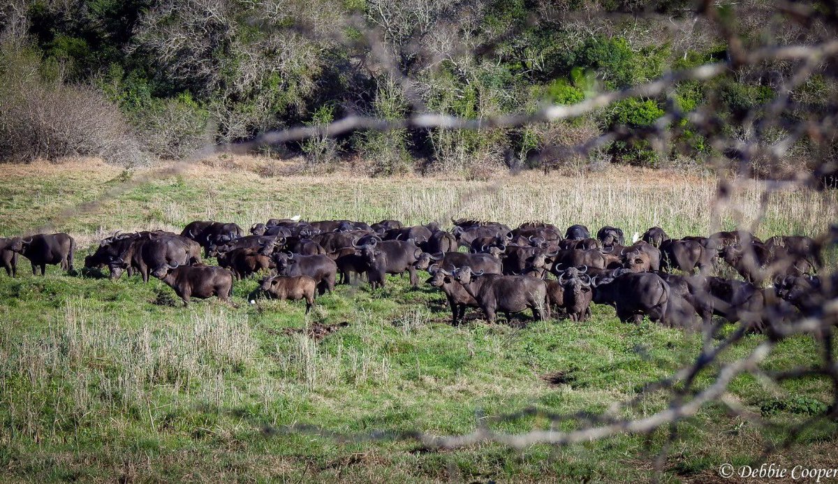 Tembe Elephant Park (@tembeelephant) on Twitter photo 
