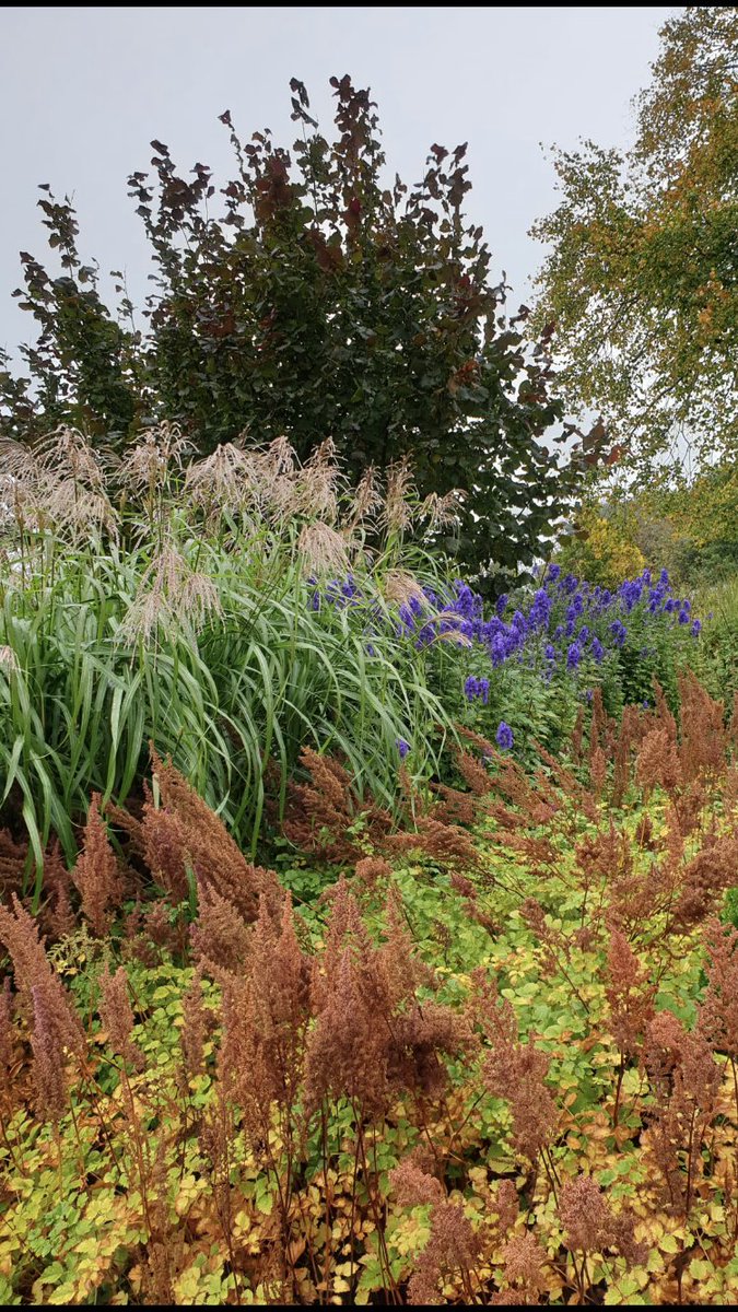 Morning 🍂…. Chucking it down with rain 🌧 today…. Don’t let it dampen your spirit…. It’s Saturday 😁… So go and have a blinder…HAPPY DAYS!!!…. #GardeningX #RHSHarlowCarr #Memories