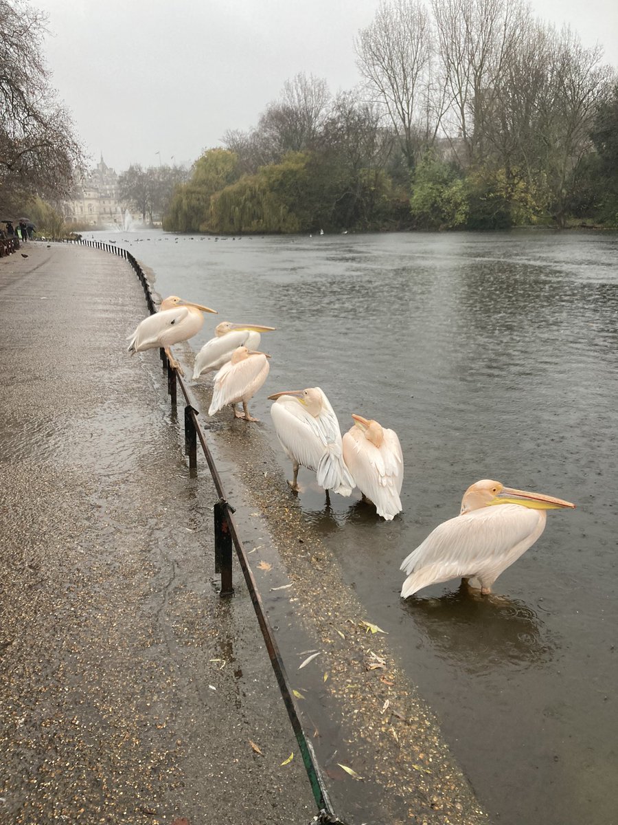 Hunkering down in St James’s Park.  <a href="/theroyalparks/">The Royal Parks</a>