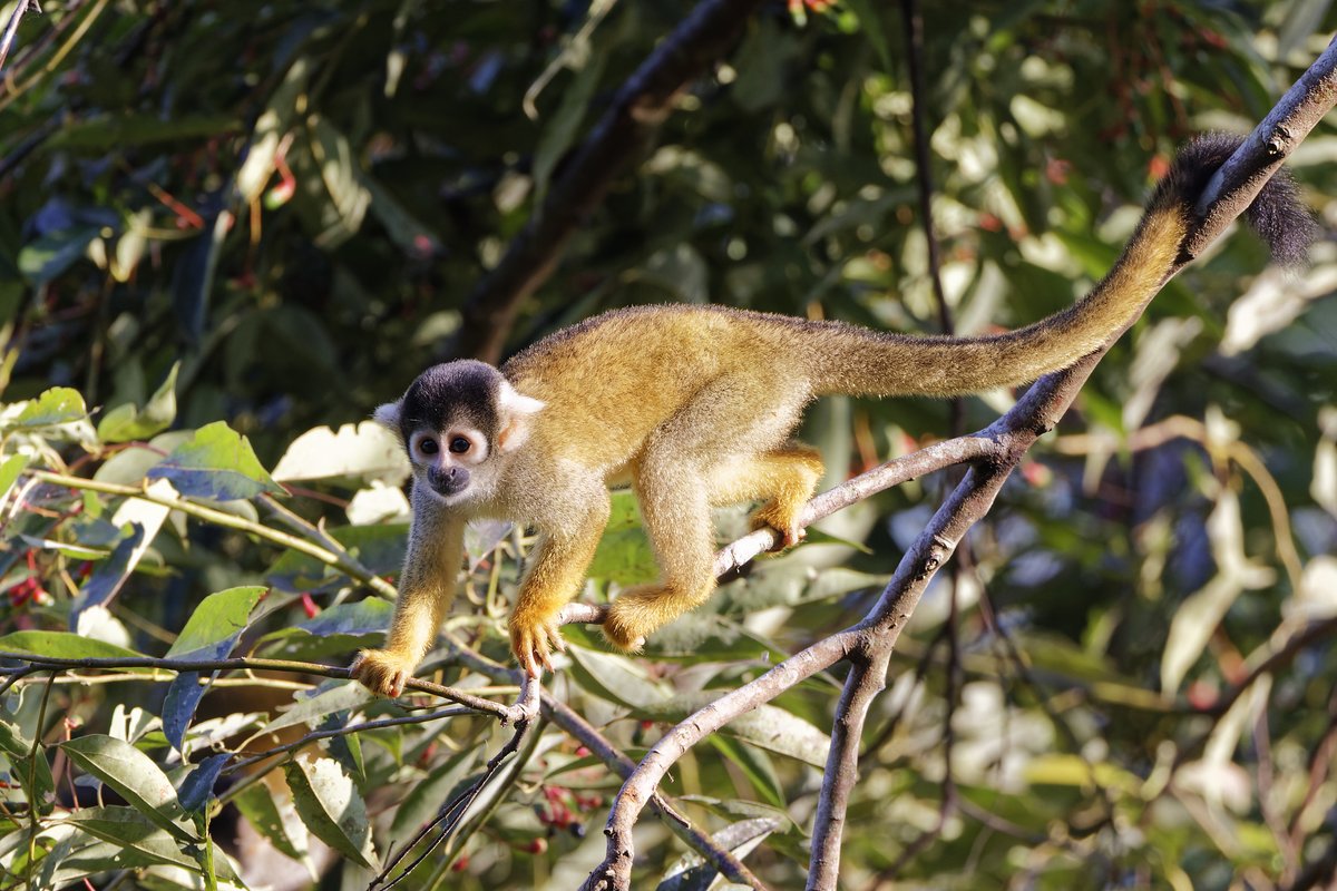 David Wright tweet media