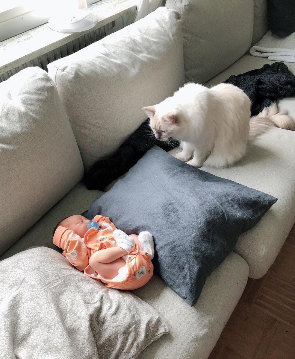 X With Cat ꧁IP꧂ tweet media