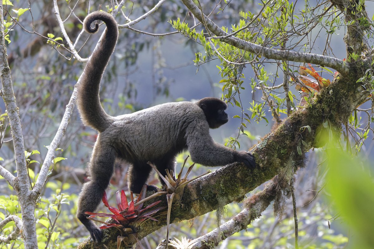 David Wright tweet media