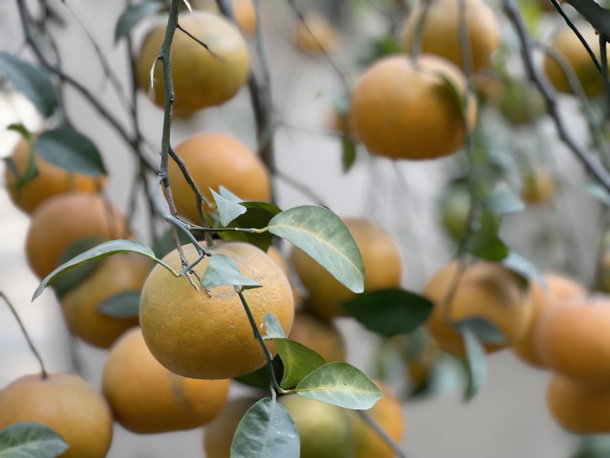 amerrao's tweet photo. Love Pakistani Kinnos #orange #kinno #lahore #homegarden #bestoranges #productofPakistan #pakistani #orangejuice https://t.co/6T8M7rPECt