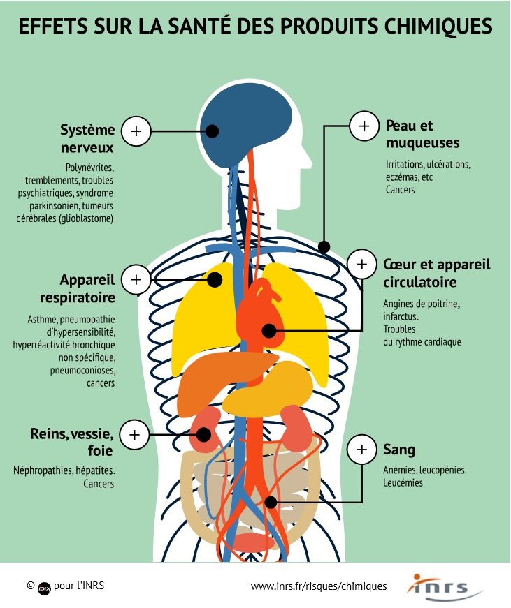 Retrouvez pour chaque organe cible les effets sur l'organisme humain 👥 des produits chimiques dans cette infographie interactive des exemples de produits 🧪🧴 ou des familles de produits en cause. @INRSfrance via @WGrossin inrs.fr/risques/chimiq…