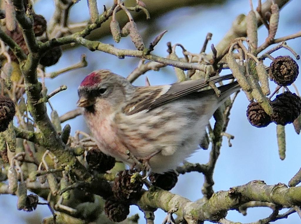 Barmsijs op doorreis #barmsijs #Oosterpolder <a href="/vogelnieuws/">Vogelbescherming NL</a>