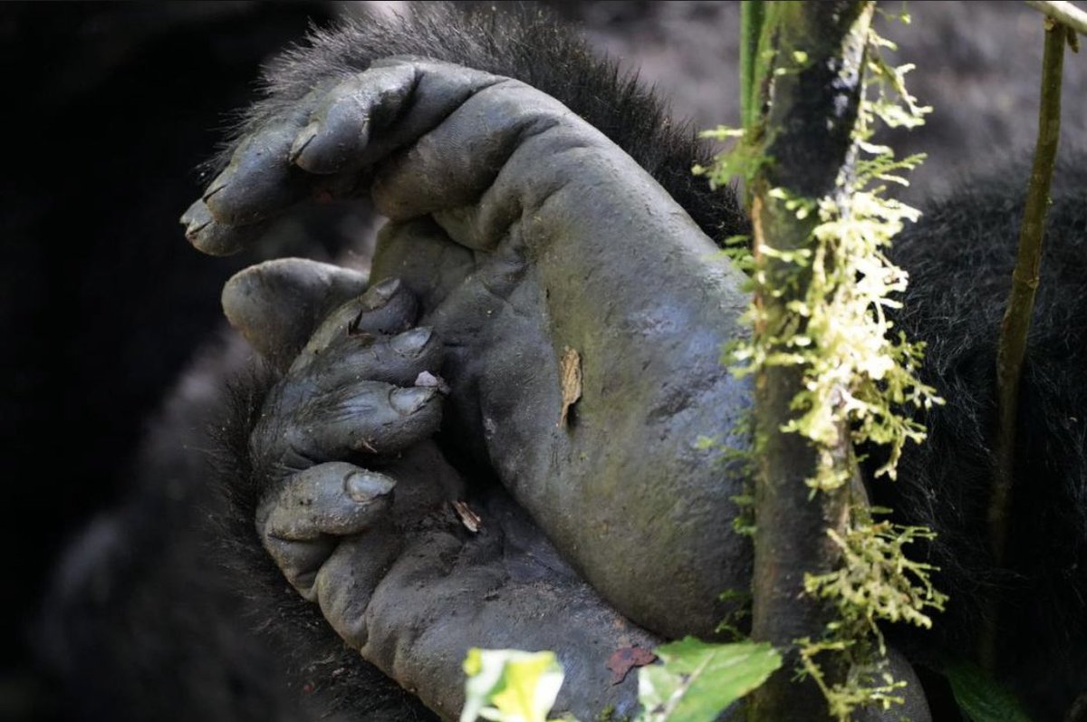 Gorilla trekking is a once-in-a-lifetime experience that will leave you in awe of these incredible creatures. 🦍✨ #GorillaTrekking #Uganda #Rwanda #Bwindi #Volcanoes #GorillaSafari #VisitGorillaAfrica #GorillaTrekking #Uganda #Rwanda #Bwindi #Volcanoes #GorillaSafari #Gorillas