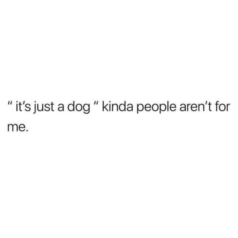 HeckinGoodDogs's tweet photo. https://t.co/nt1Im39Fdv