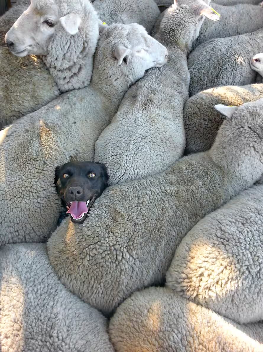 CaraMia200's tweet photo. Sheepish Smile, Charlie Mackinnon (2014) 
#Photography 
#DogsOfTwitter https://t.co/acejBhaiyT