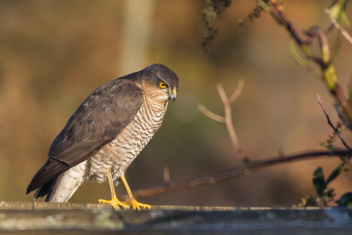 Snettisher's tweet photo. On this very cold morning there were a lot of birds feeding in our Norfolk garden. Then this Sparrowhawk arrived, and all the birds departed - even the gulls. Two hours elapsed before hunger overcame caution and the birds began to return. https://t.co/bnZPVeFjBX
