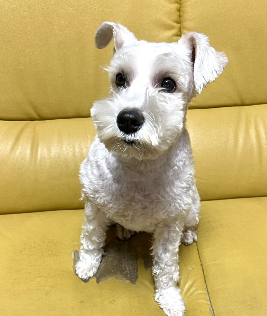 茶リオとビノの生活 tweet media