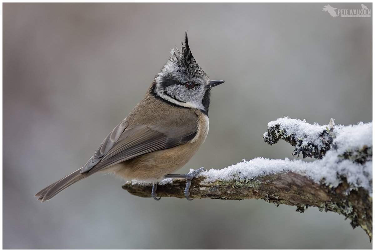 Crested Tit - with a dusting of snow for added magic. #crestedtit #snow #Highlands #Scotland #ThePhotoHour #workshop #BirdsSeenIn2023 #birdphotography #naturelovers