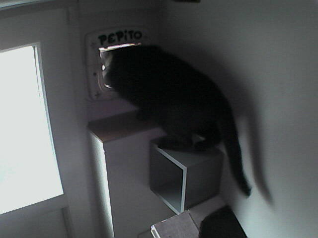 PepitoTheCat's tweet image. Pépito is out (10:57:13)