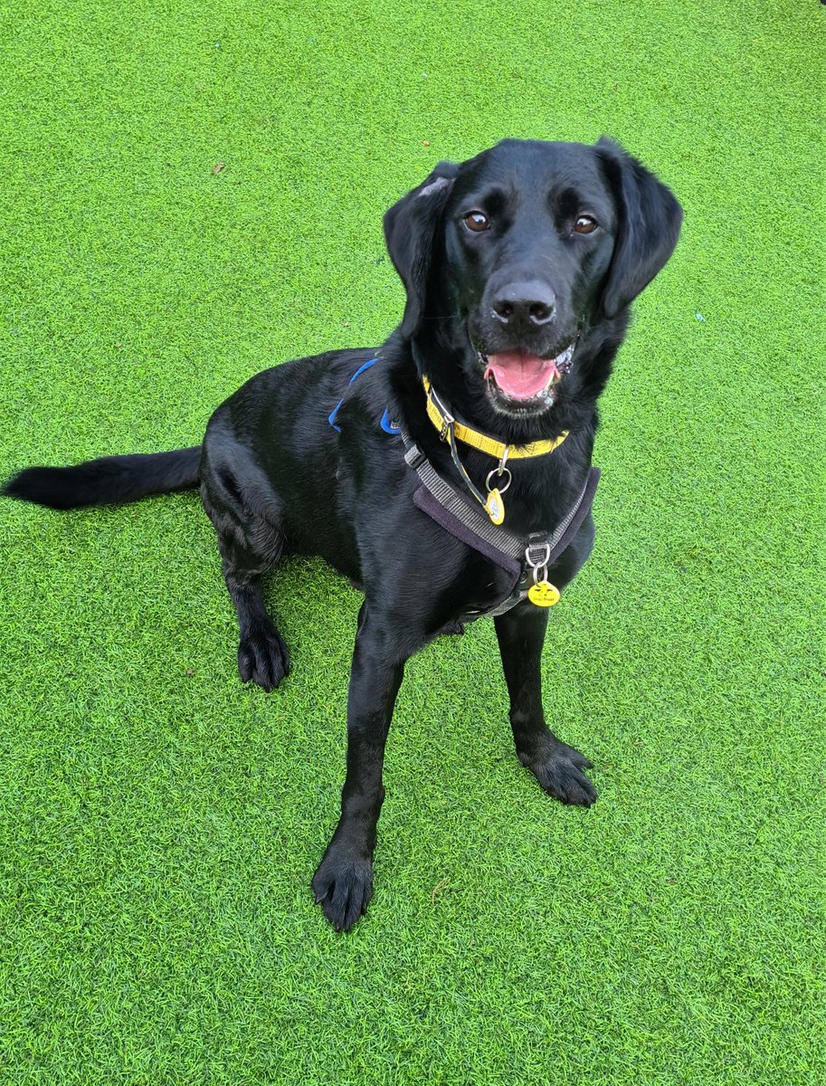 'Dog of the Week' is Labrador ''Ross' (6) 🐶⁣⁣⁣⁣⁣⁣⁣⁣⁣⁣

Ross:⁣

- Is looking for a calm & quiet home to call him own 🤫
- Is a total foodie 🍪
- Is learning new tricks everyday

Profile: bit.ly/3EcRt6z

@DogsTrust
#DogsTrust
#DogoftheWeek