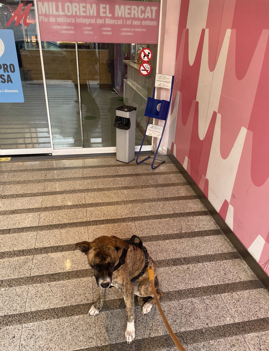 El mojón (por no decir una cosa peor) para la que ha servido la ley de Bienestar Animal. No poder entrar con tu mascota al mercado pero tampoco dejarla un momento. Genial planteamiento.