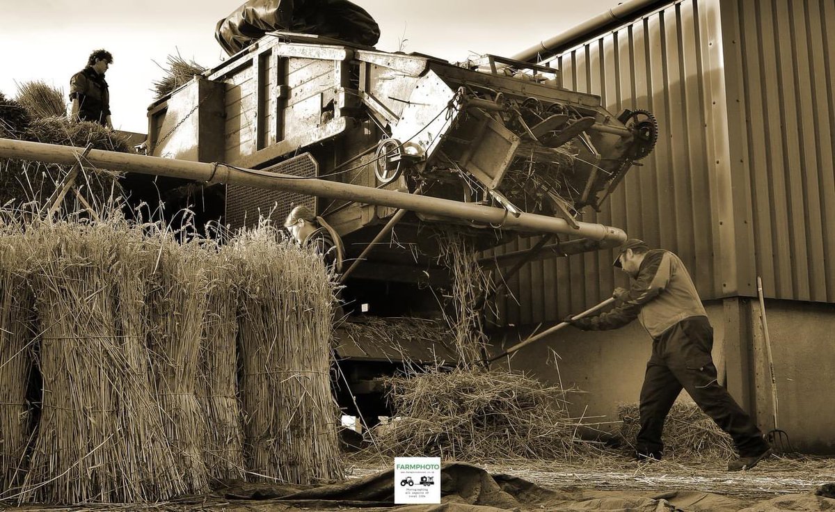 On a dry winters day, Maris Widgeon wheat harvested using a binder is threshed and the straw bundled for thatching. . . #farmphoto #farmphotodorset #northfarmhorton #traditionalfarming #thatchingstraw #backbritishfarming