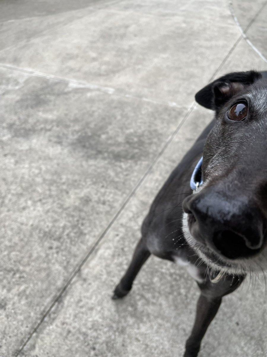 beau is internetdog on bisky 🇵🇸 tweet media