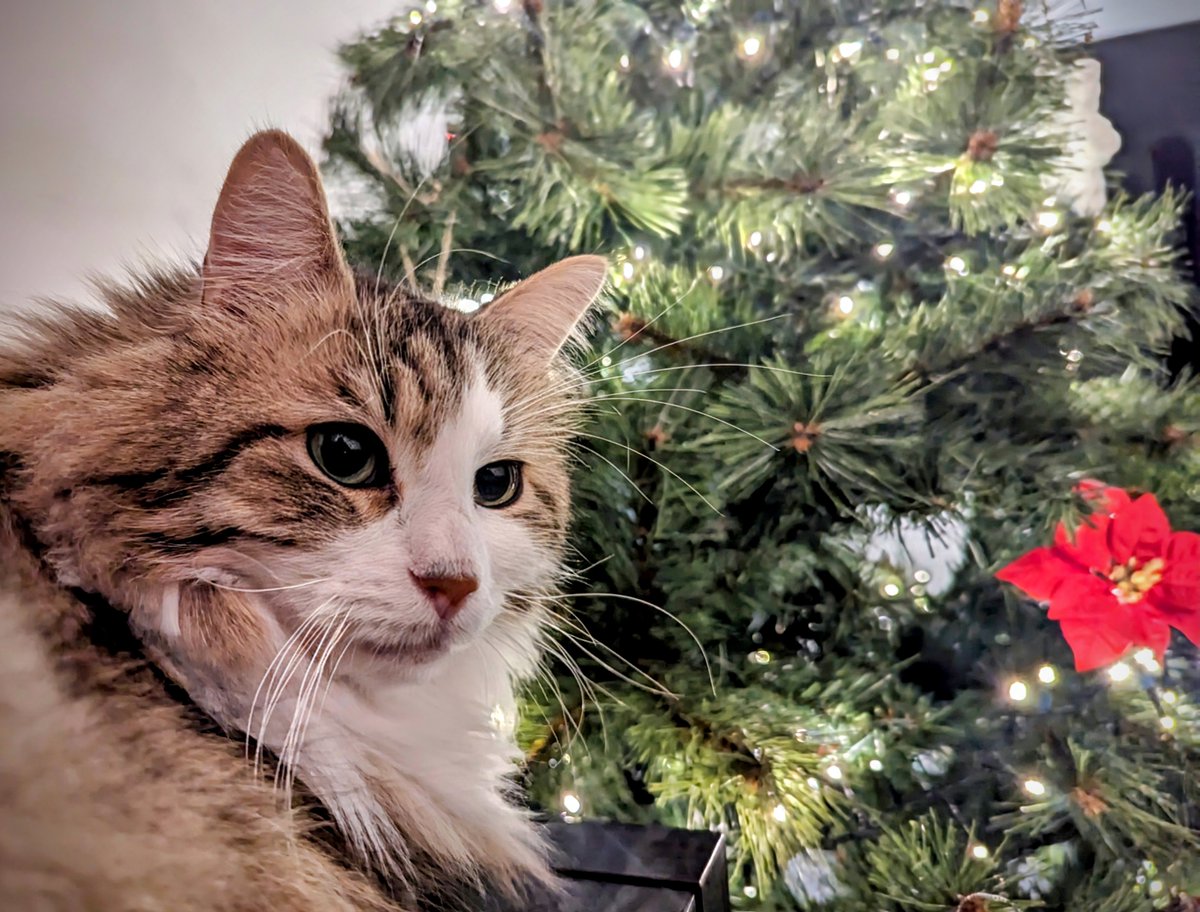PinkBeanStudio's tweet photo. A new #Caturday, a new Pink Bean Update by the Chief Fluff Officer!
Not a lot of things this week, we mostly worked on the #Songswipe app!
We also made some improvements on Marathon modes unlock and added a button to search songs on your favorite platform!
Details below! π https://t.co/Wux4xLZDug