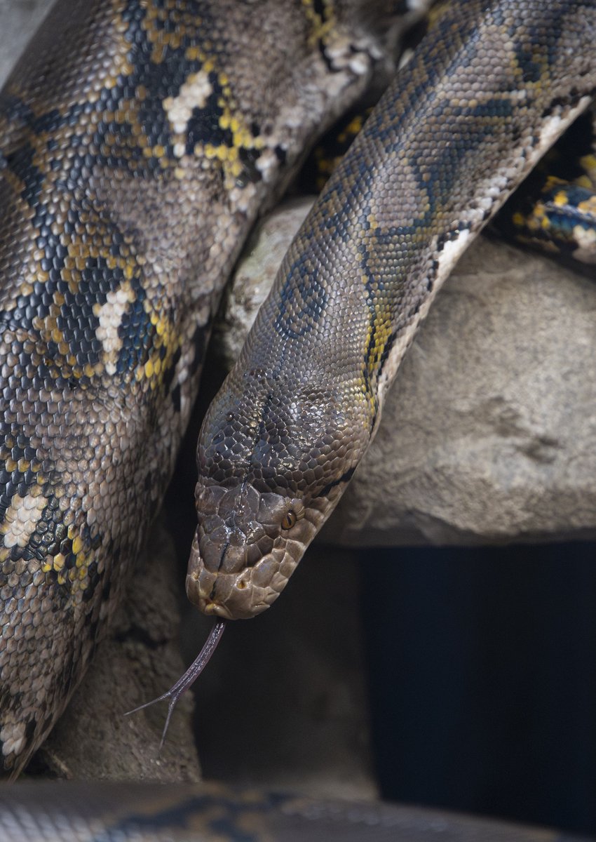 WildlandsNL's tweet photo. Applaus voor alle deelnemers die het raadsel van gisteren hebben opgelost: het is inderdaad een indrukwekkende #netpython! π #WILDLANDS https://t.co/PyBYT5rCOq