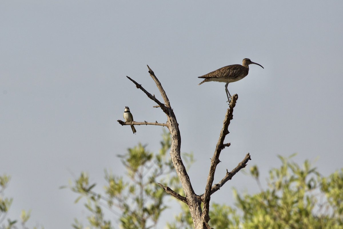 map_small's tweet photo. Of all the photos taken while birding #TheGambia I keep returning to this morning atmospheric shot of Whimbrel and White-throated Bee-eater. Not your typical pairing? https://t.co/NT3OvFmu49