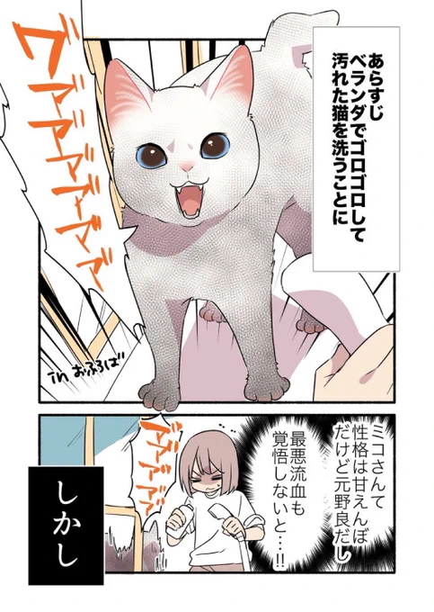 黒猫になった白猫を洗う話(1/3) #漫画が読めるハッシュタグ #愛されたがりの白猫ミコさん 