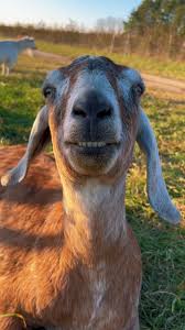 Monthly Earth Day tweet media