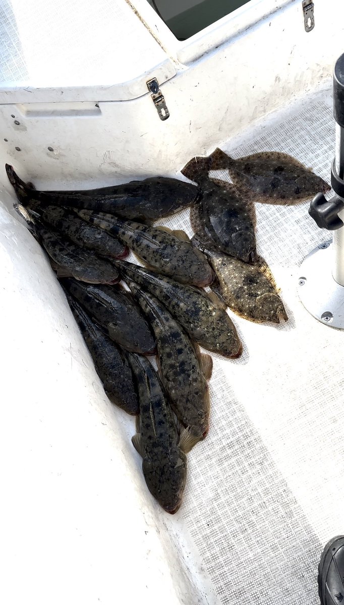 今日の釣果。
8割の魚はラスト正味1.5時間での荒稼ぎ。
今日は全てスイミングでのヒット。
ボトムワインドでは2バイト1バラし。
かと言ってもスイミングでもバイト浅い。
そんな日…
#マゴチ #ヒラメ #インショアゲーム