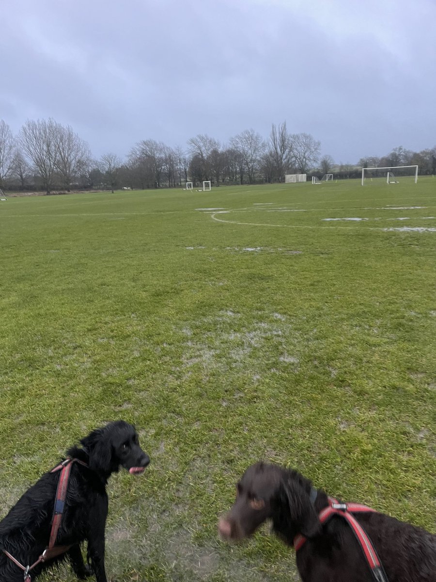 Pitch inspection duties this morning. 
By the look on their faces, the dogs have clearly forgotten about their spaniel heritage, it’s a tad wet out there.